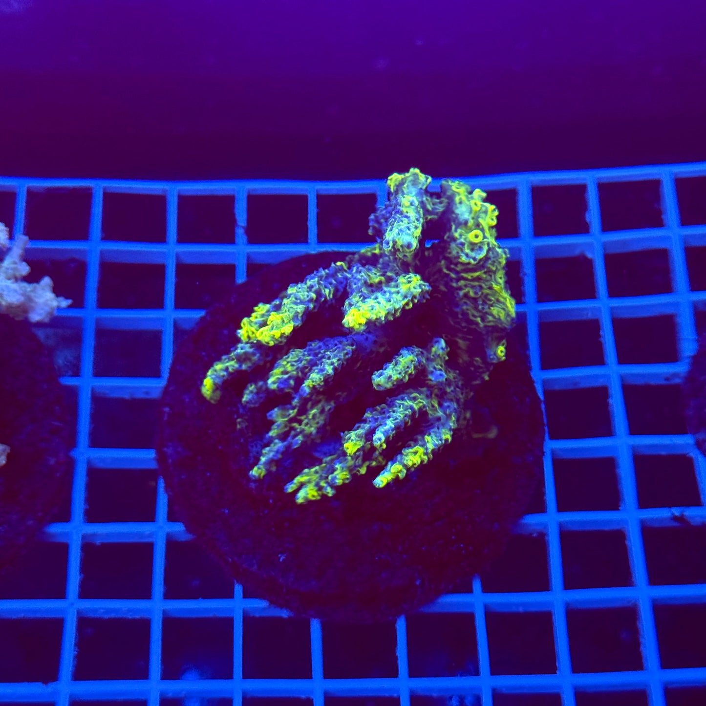 Acro Colony T3G4