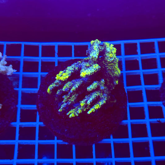 Acro Colony T3G4