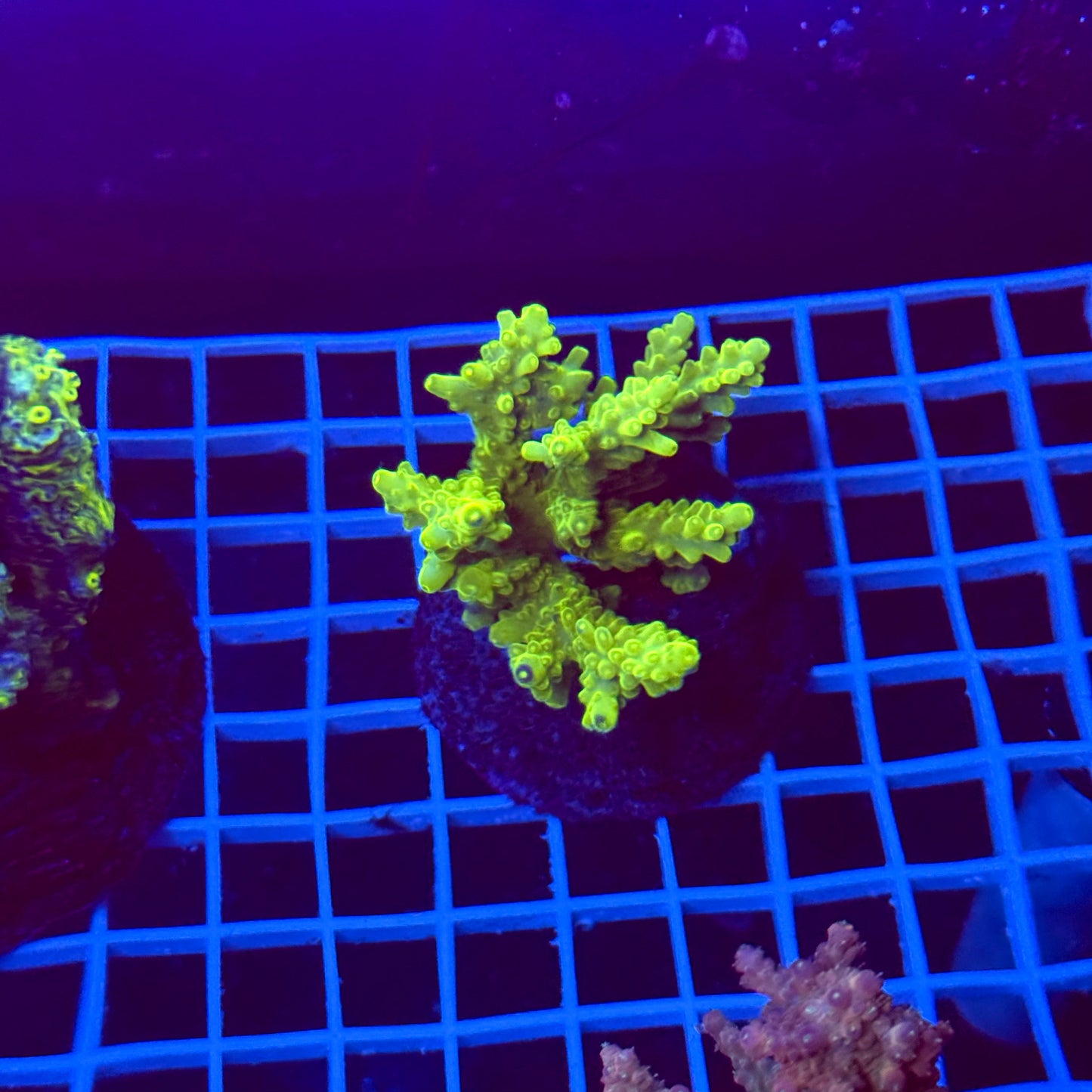 Acro Colony T3G5
