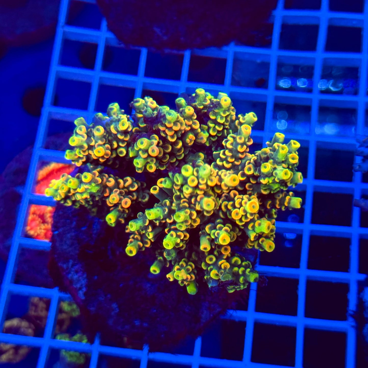 Acro Colony T3H1 "Fruit Loops"