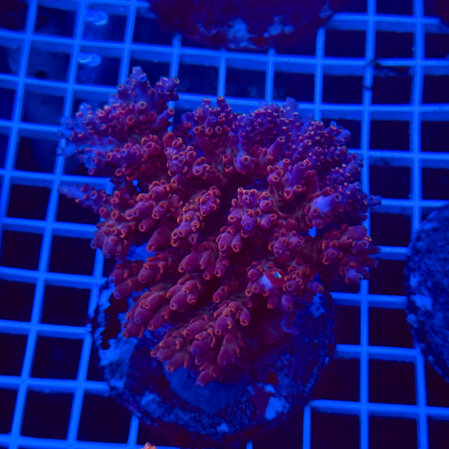 Acro Colony T3H2