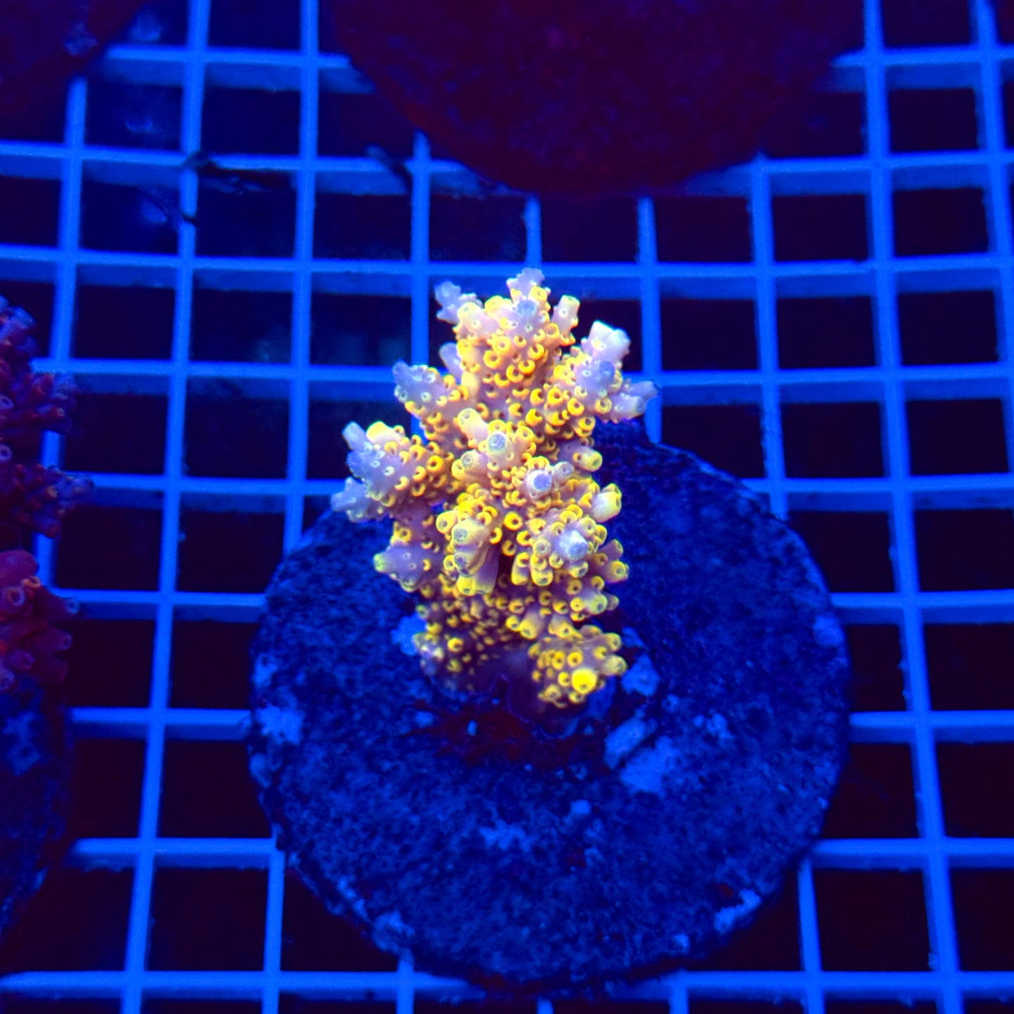 Acro Colony T3H3 "Pikachu"