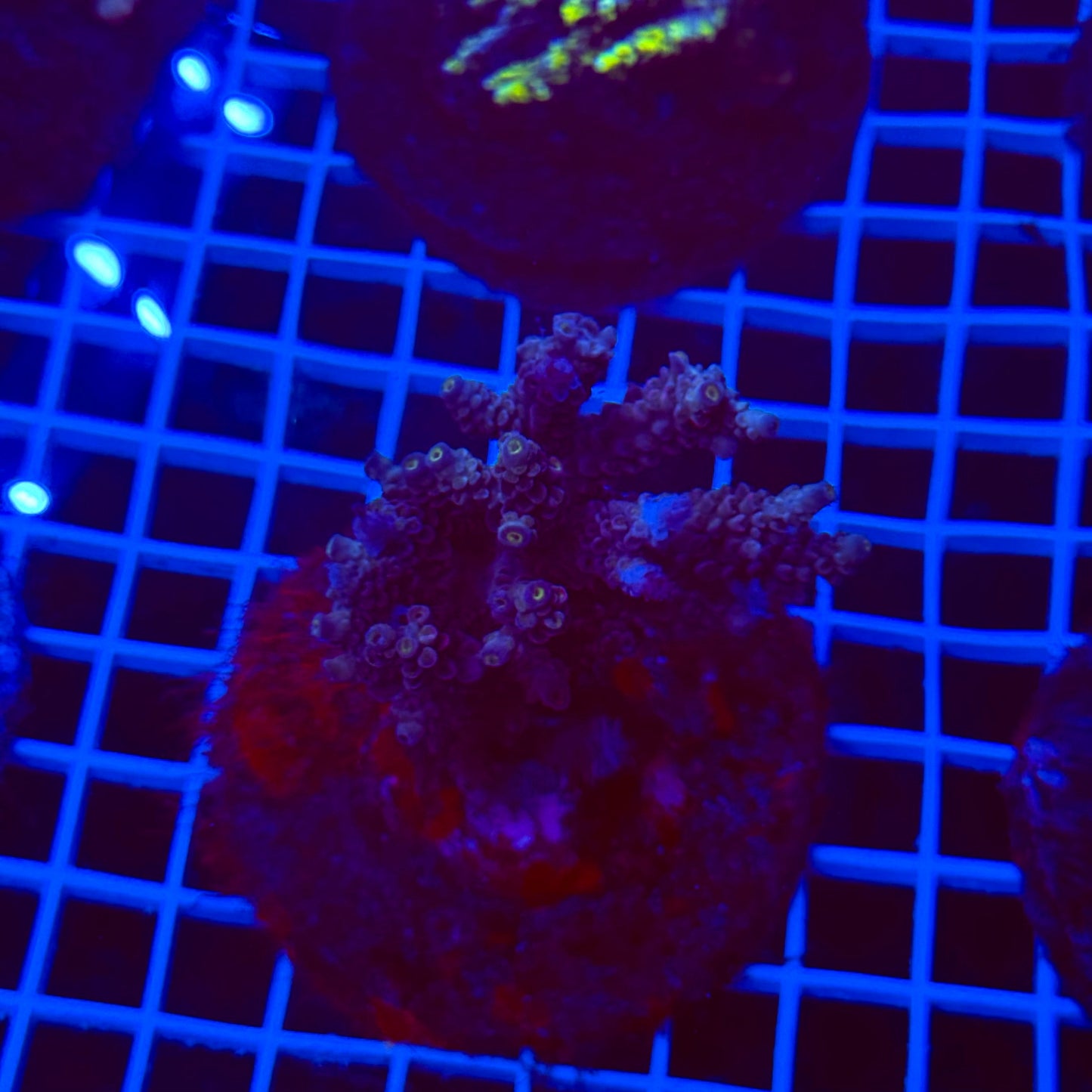 Acro Colony T3H4