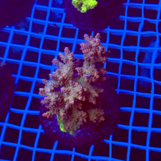 Acro Colony T3H5