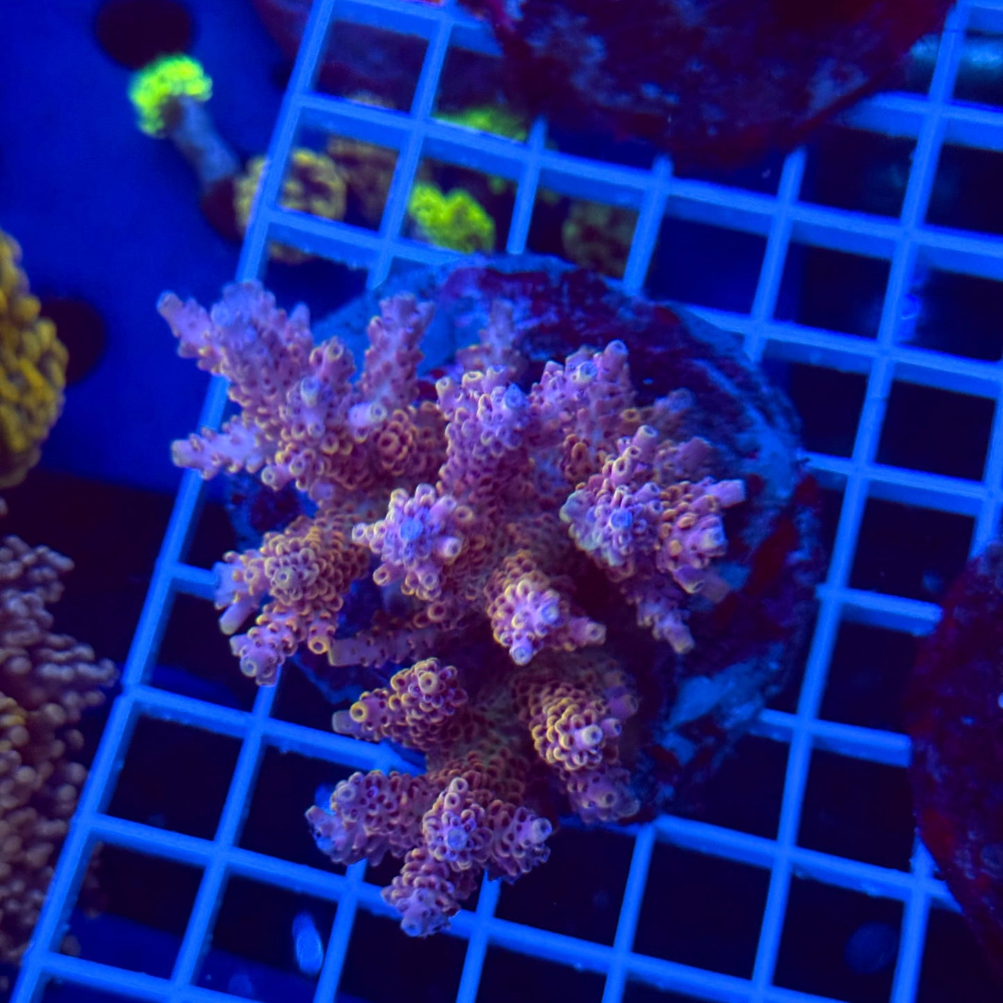 Acro Colony T3I1