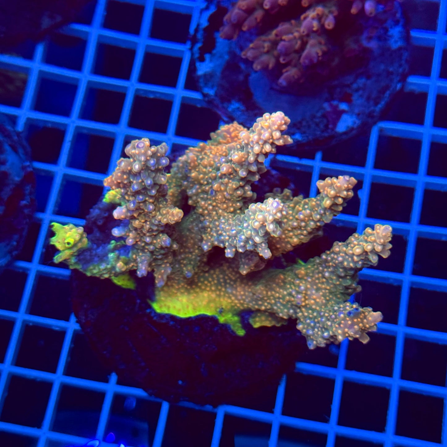 Acro Colony T3I2