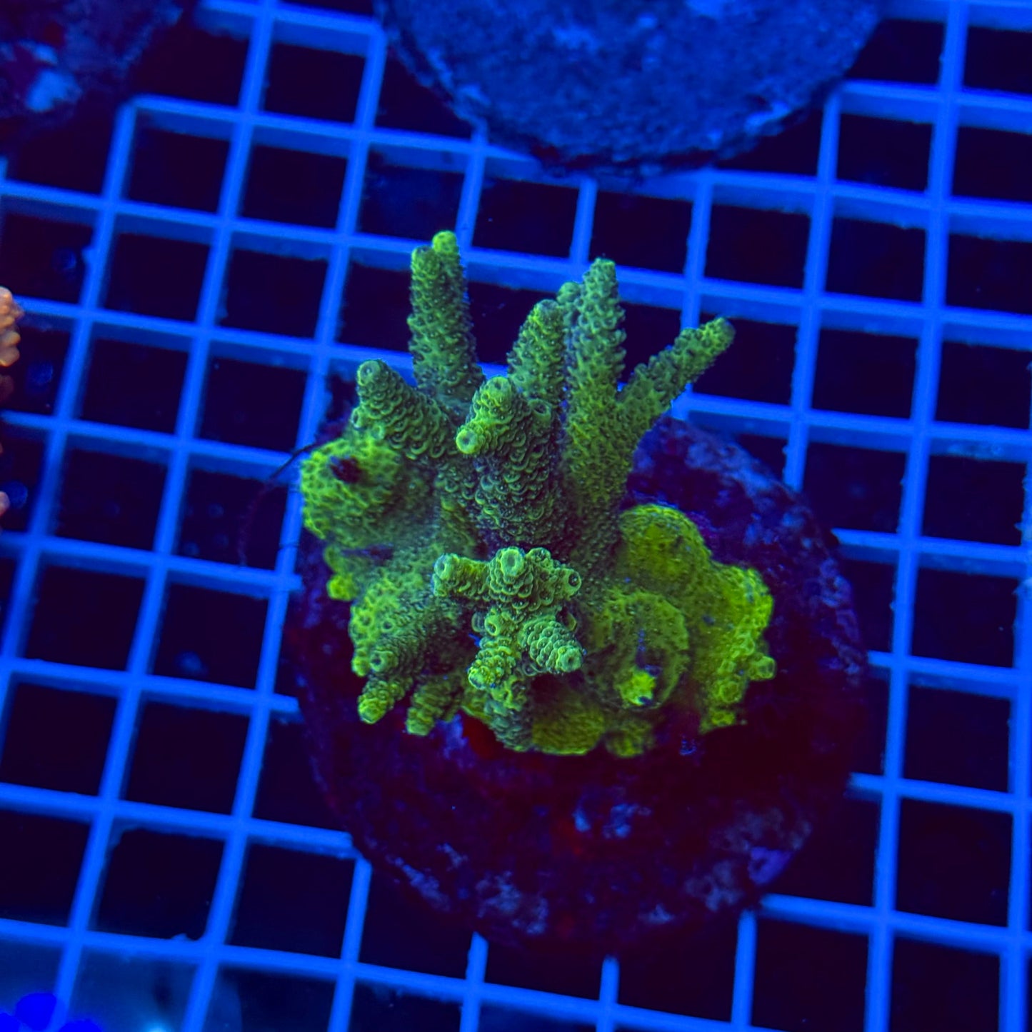 Acro Colony T3I3