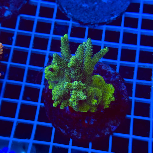 Acro Colony T3I3