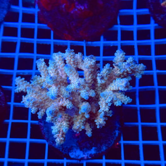 Acro Colony T3I4