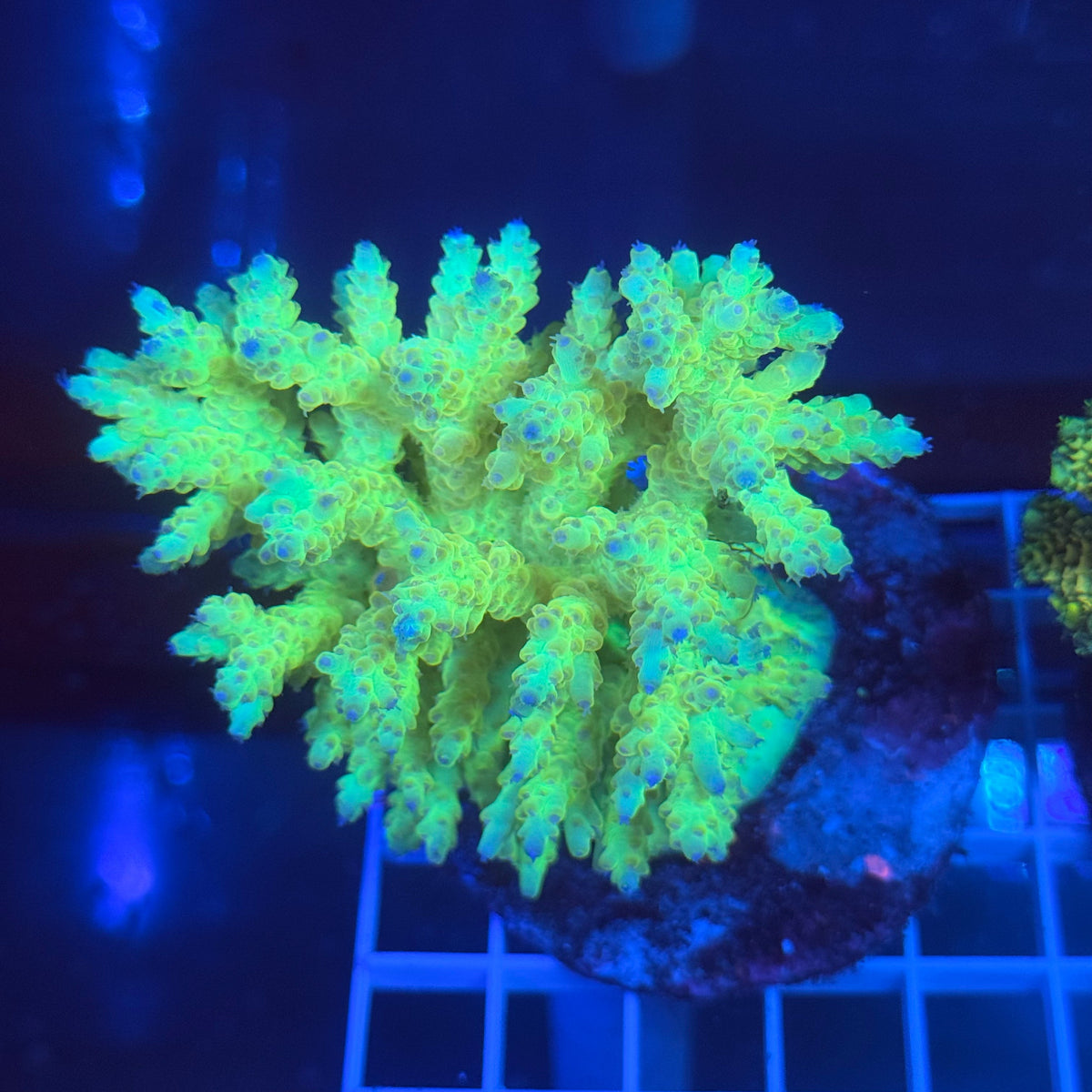 Acro Colony A1 colony