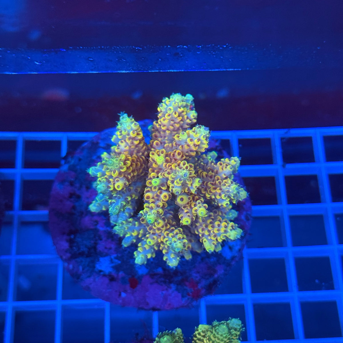 Acro Colony A12 colony