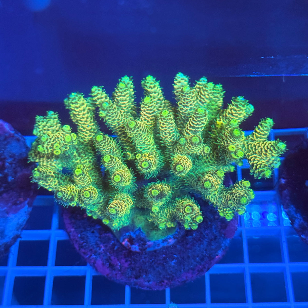 Acro Colony A2 colony