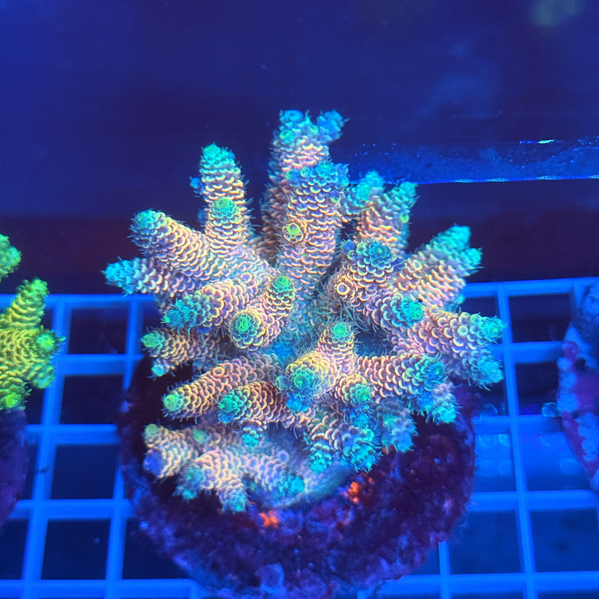 Acro Colony A3 colony