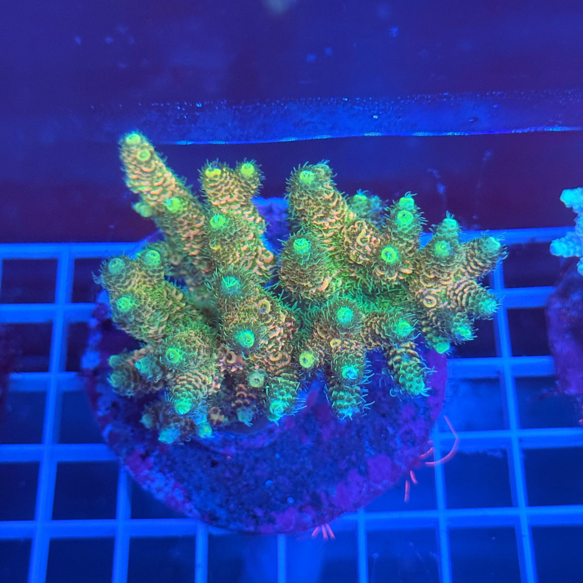 Acro Colony A4 colony
