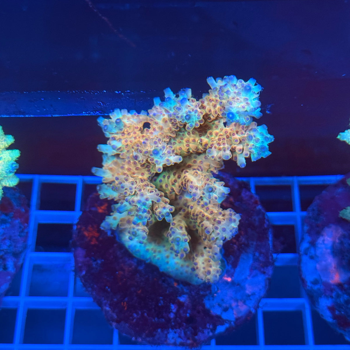Acro Colony A6 colony