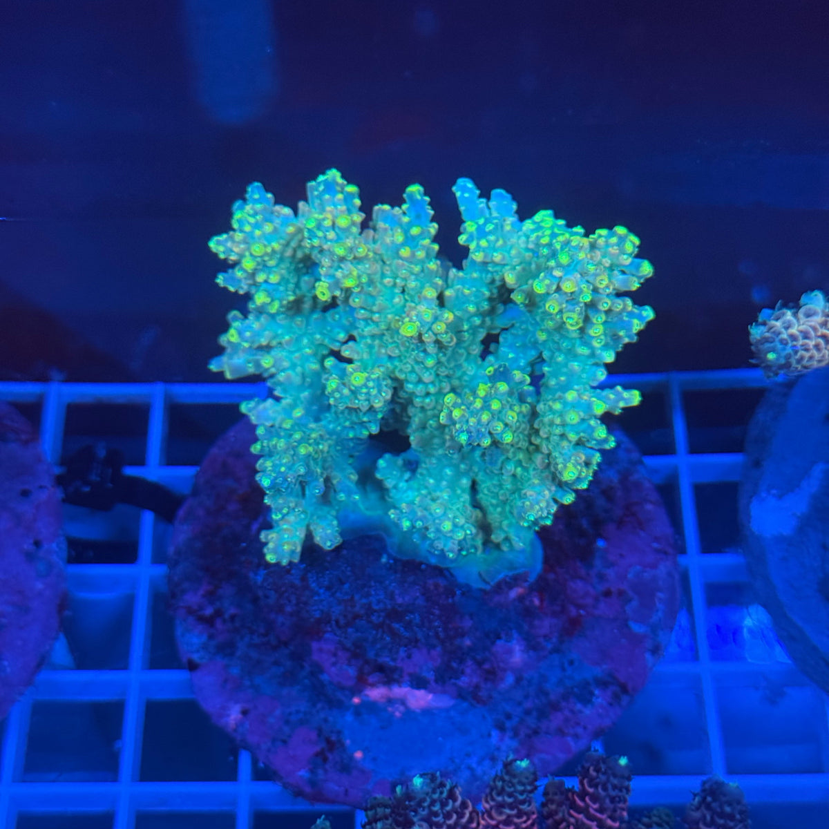 Acro Colony A8 colony