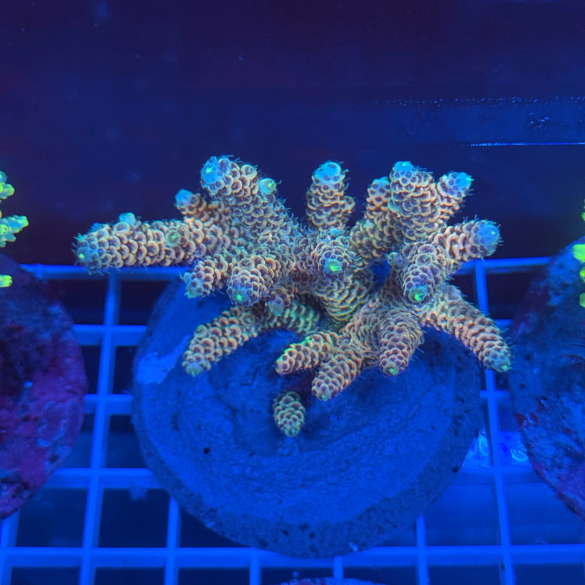 Acro Colony A9 colony