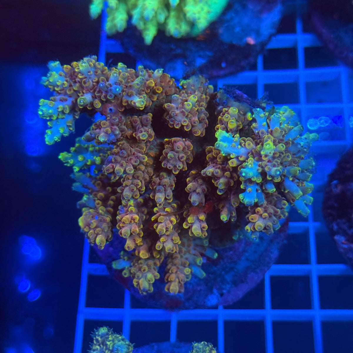 Acro Colony B1 colony