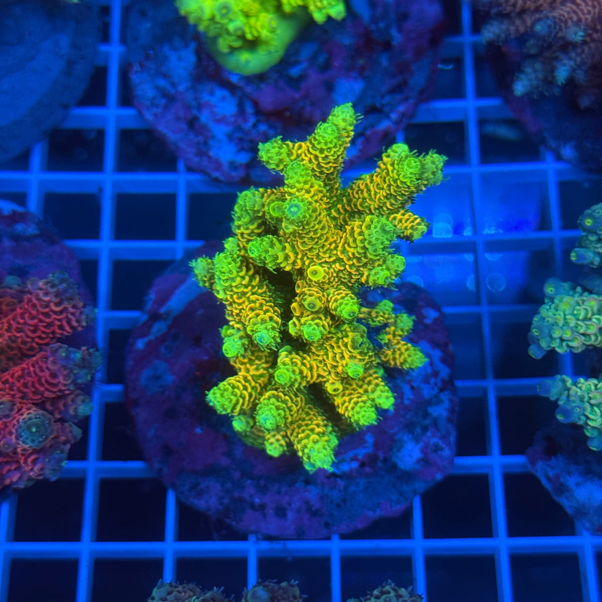 Acro Colony B10 colony