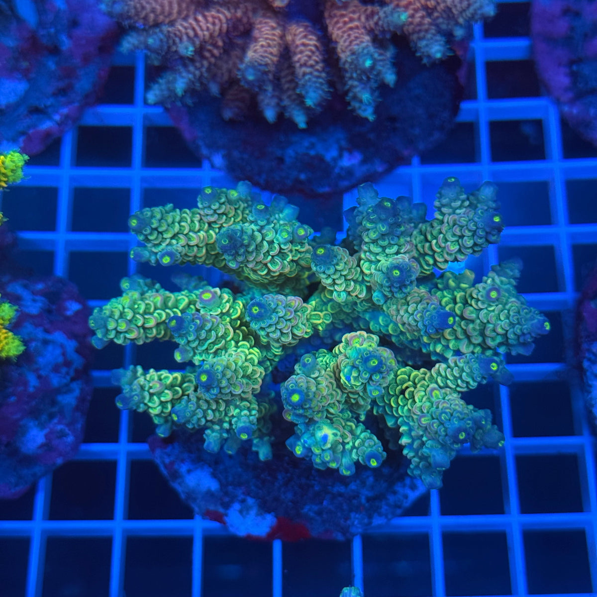 Acro Colony B11 colony