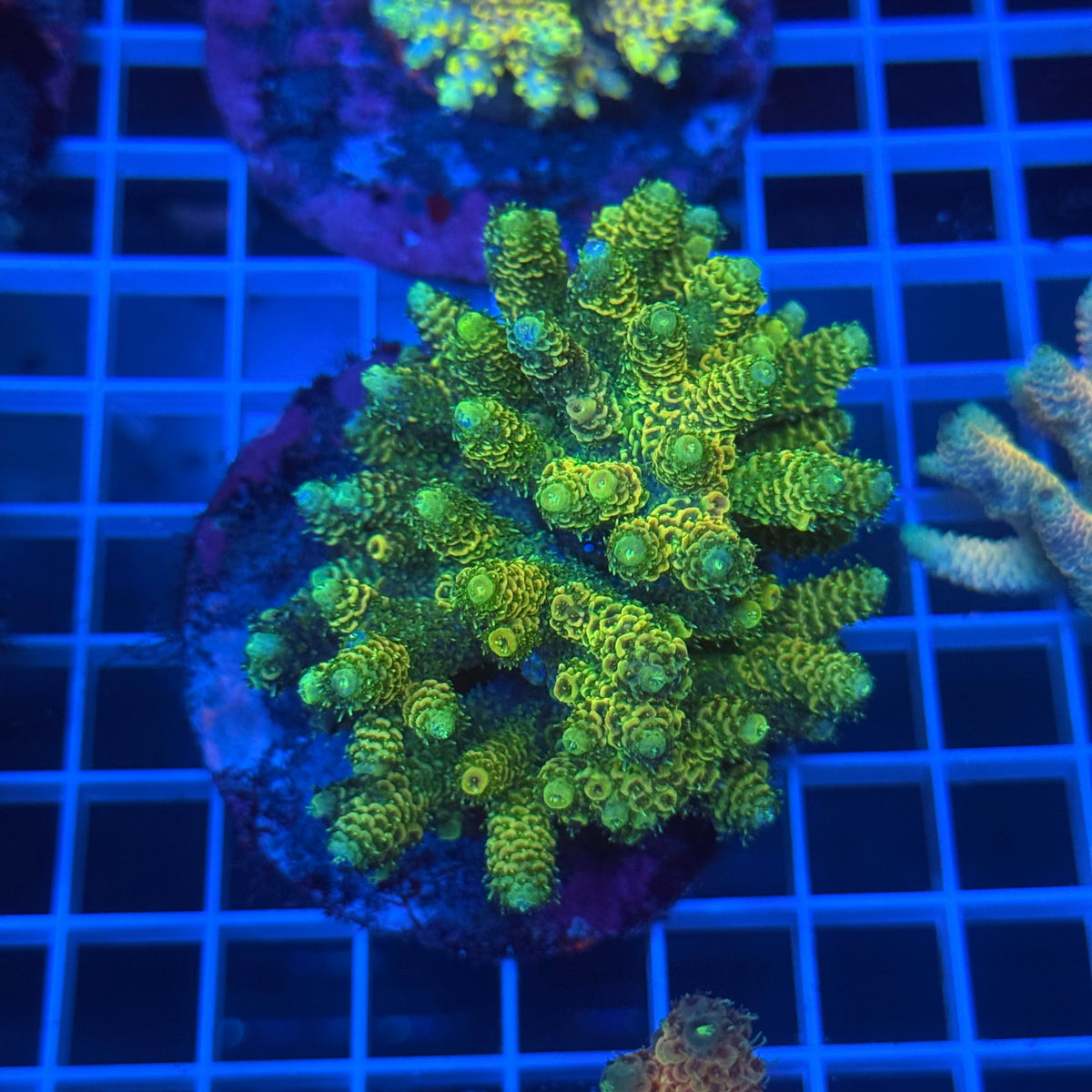 Acro Colony B12 colony