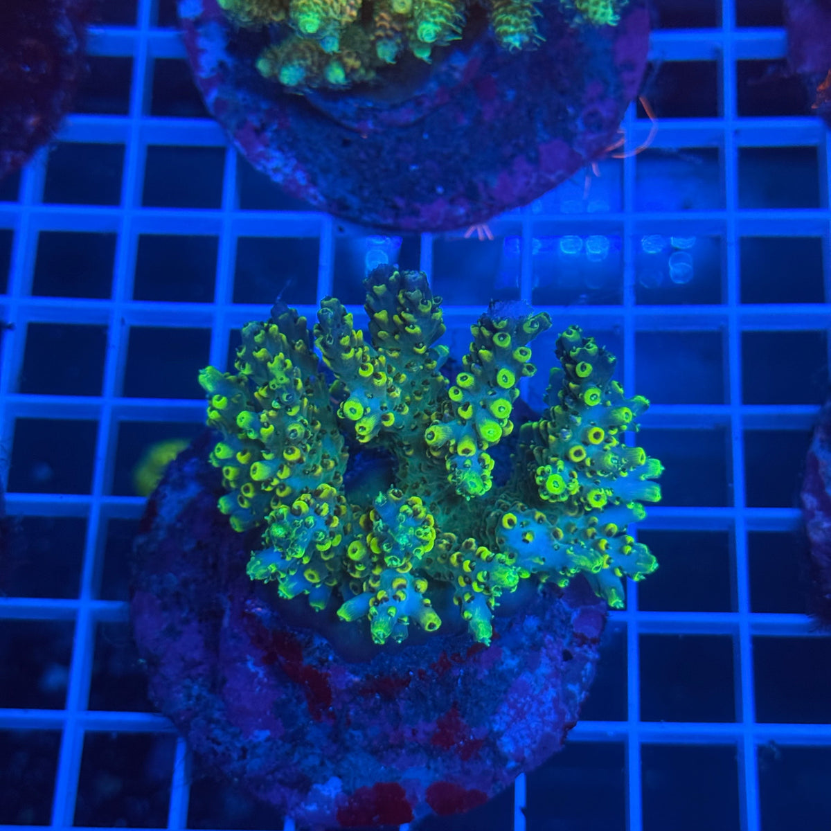 Acro Colony B4 colony