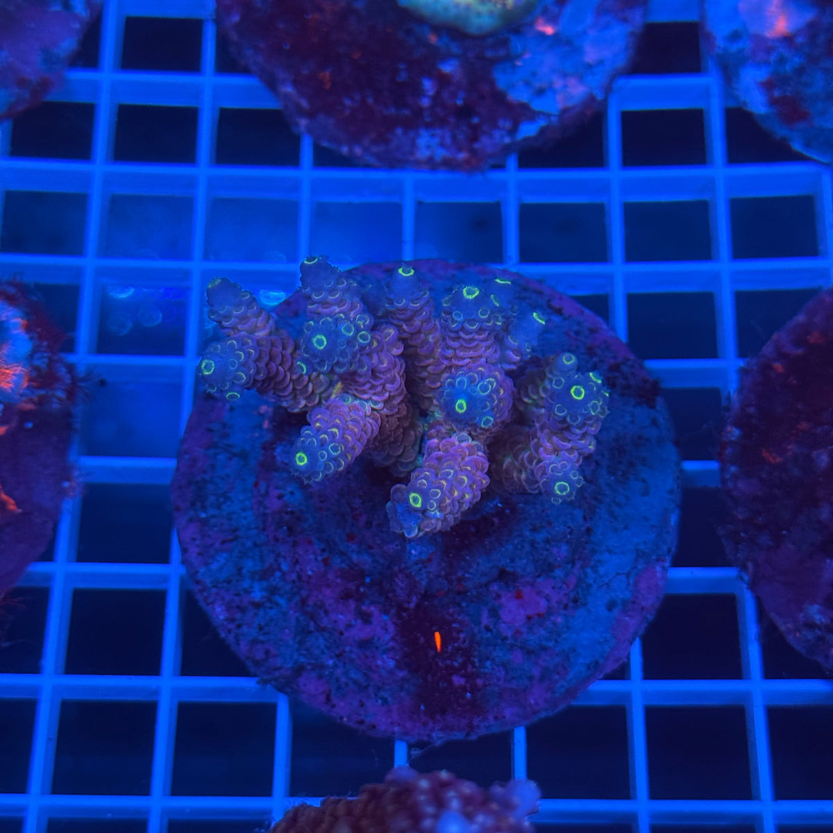 Acro Colony B6 colony