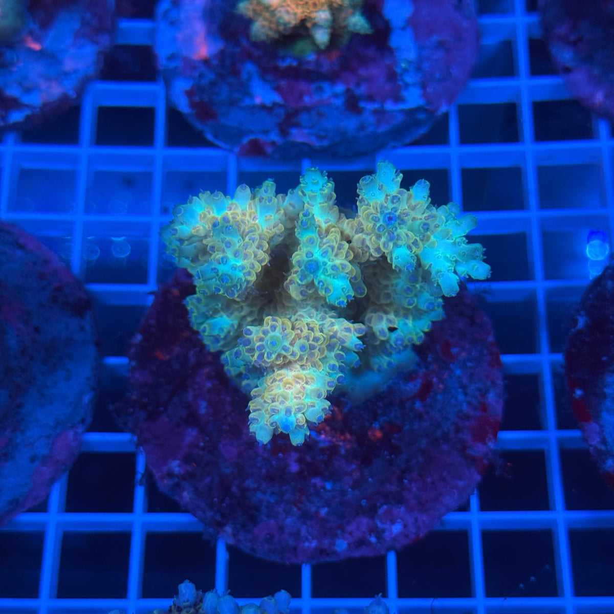 Acro Colony B7 colony