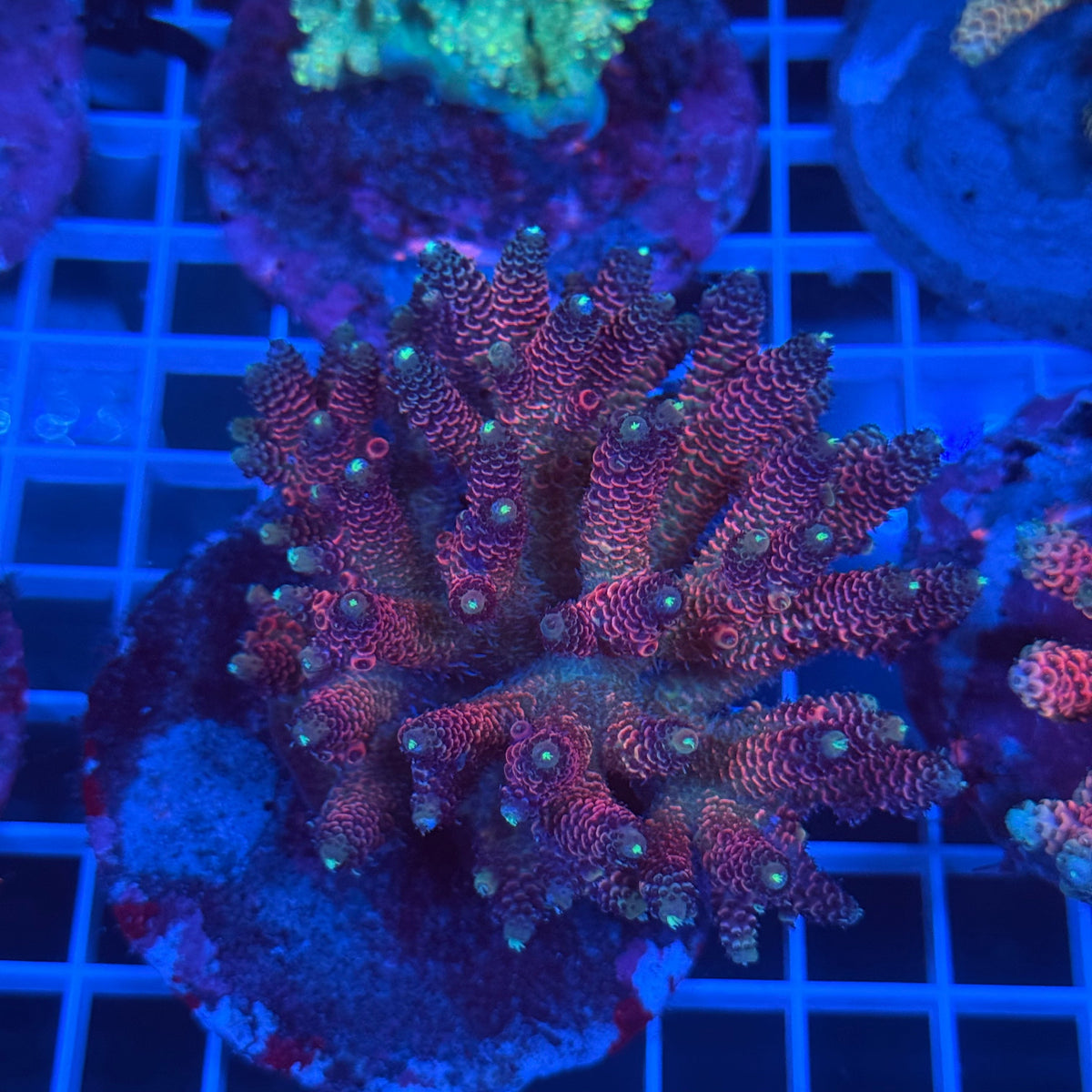 Acro Colony B8 colony
