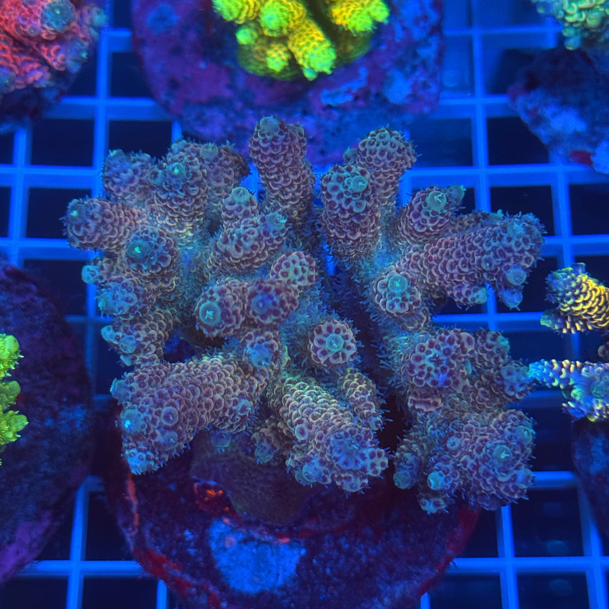 Acro Colony C10 colony