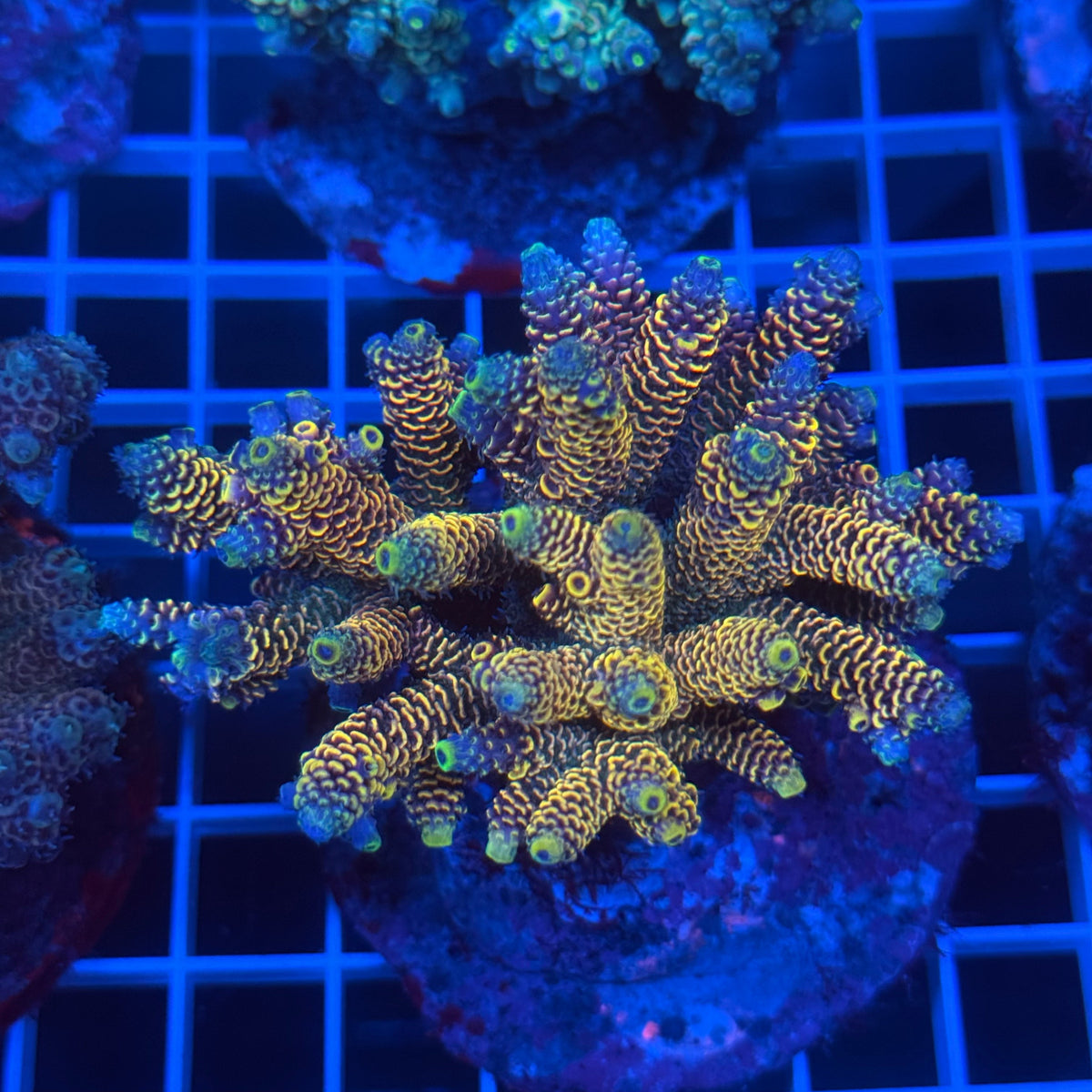 Acro Colony C11 colony
