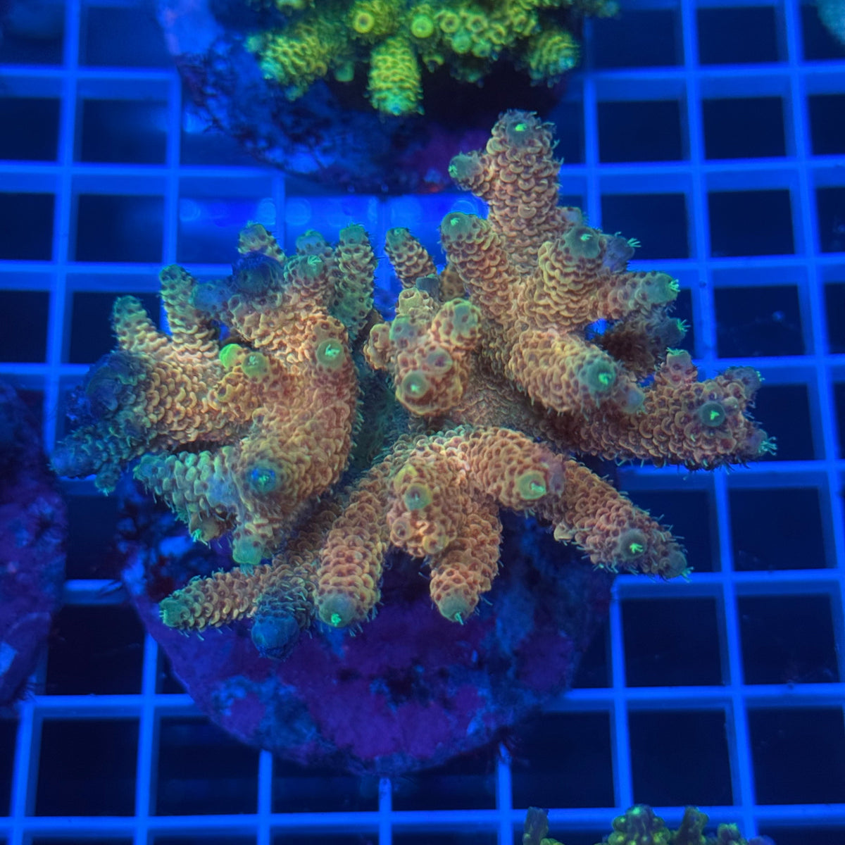Acro Colony C12 colony