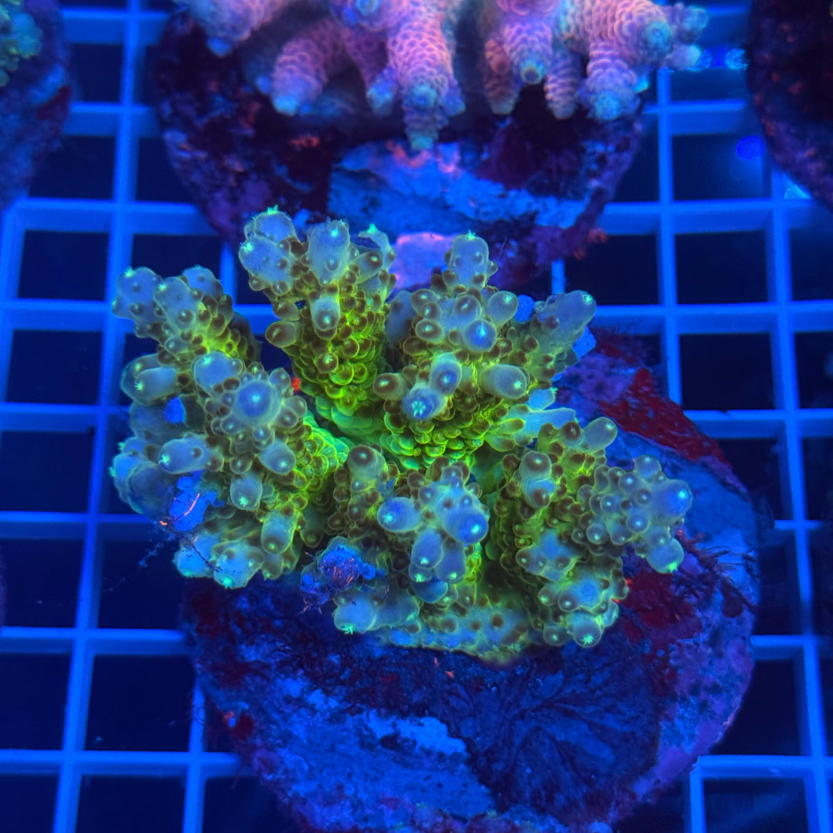 Acro Colony C2 colony