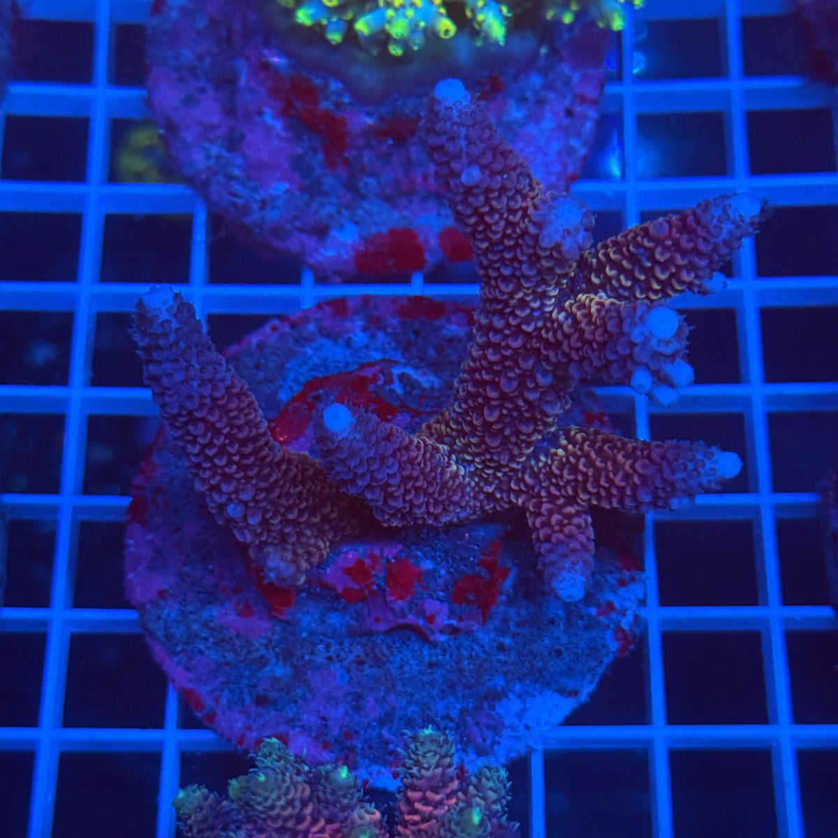 Acro Colony C4 colony