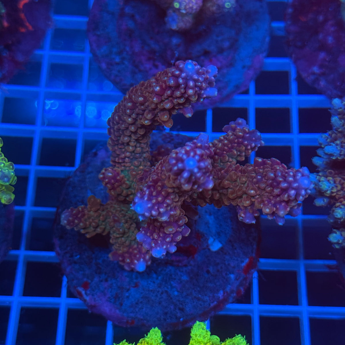 Acro Colony C6 colony