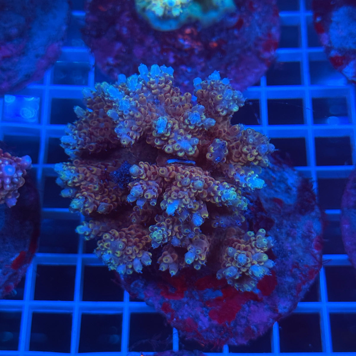 Acro Colony C7 colony