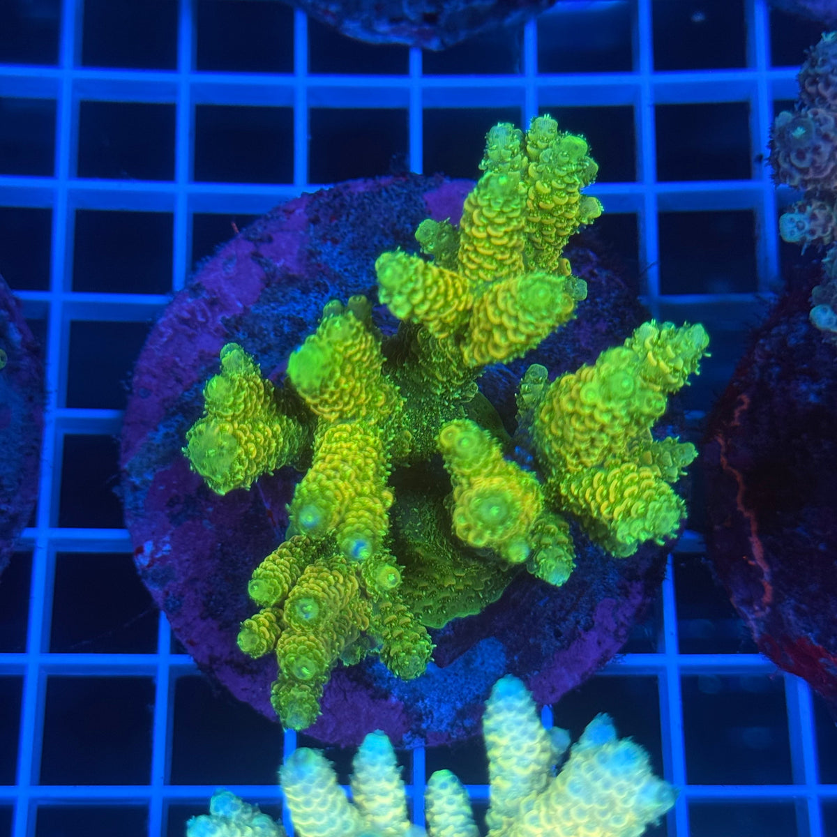 Acro Colony C9 colony