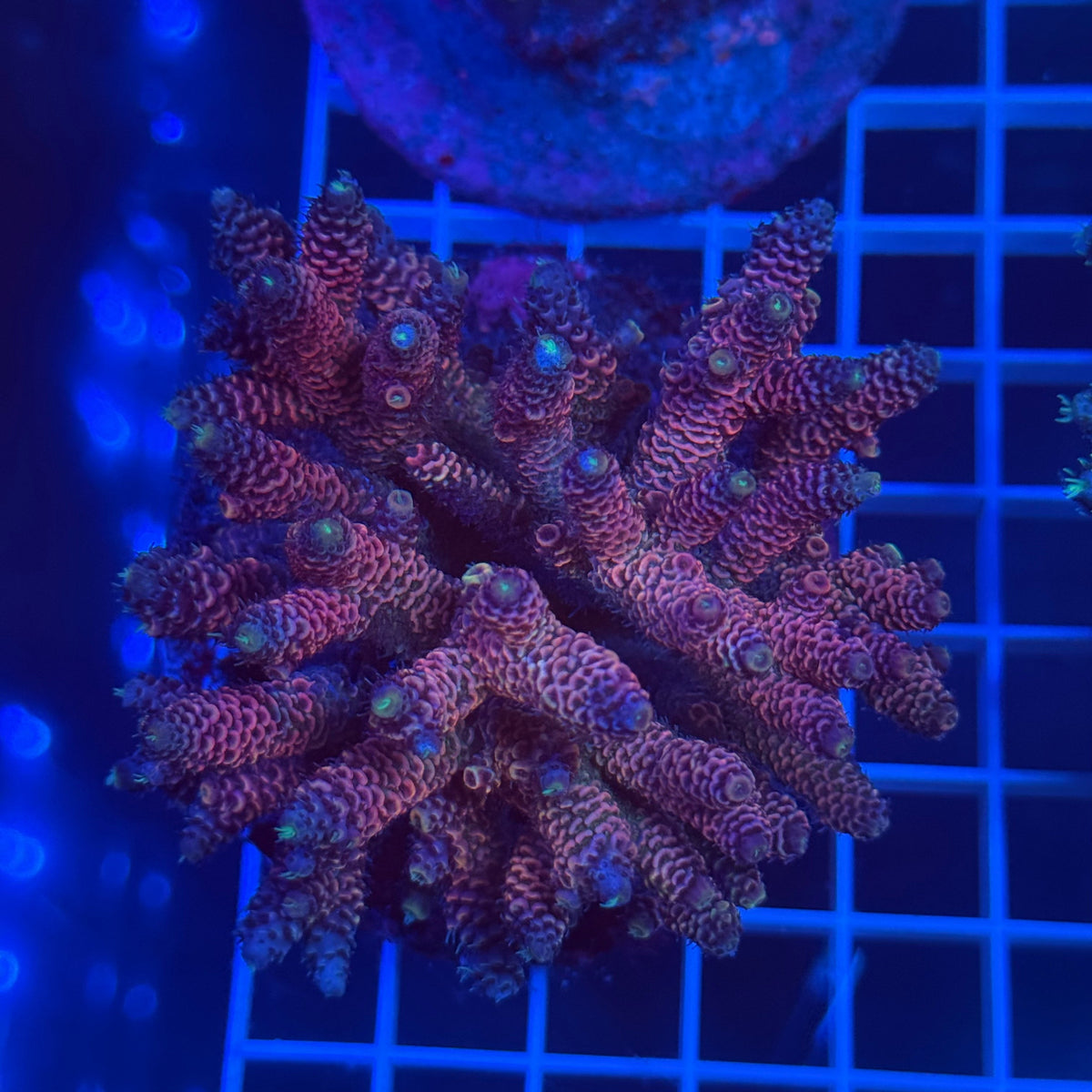 Acro Colony D1 colony