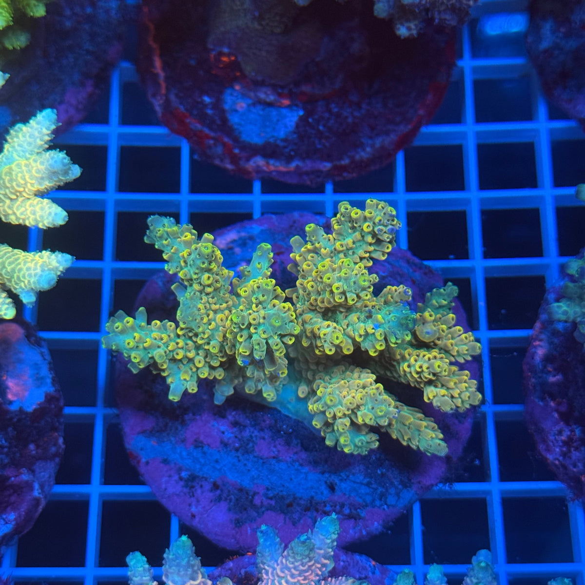Acro Colony D10 colony