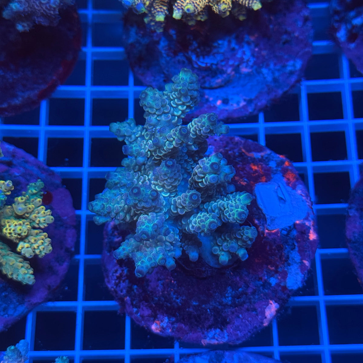Acro Colony D11 colony