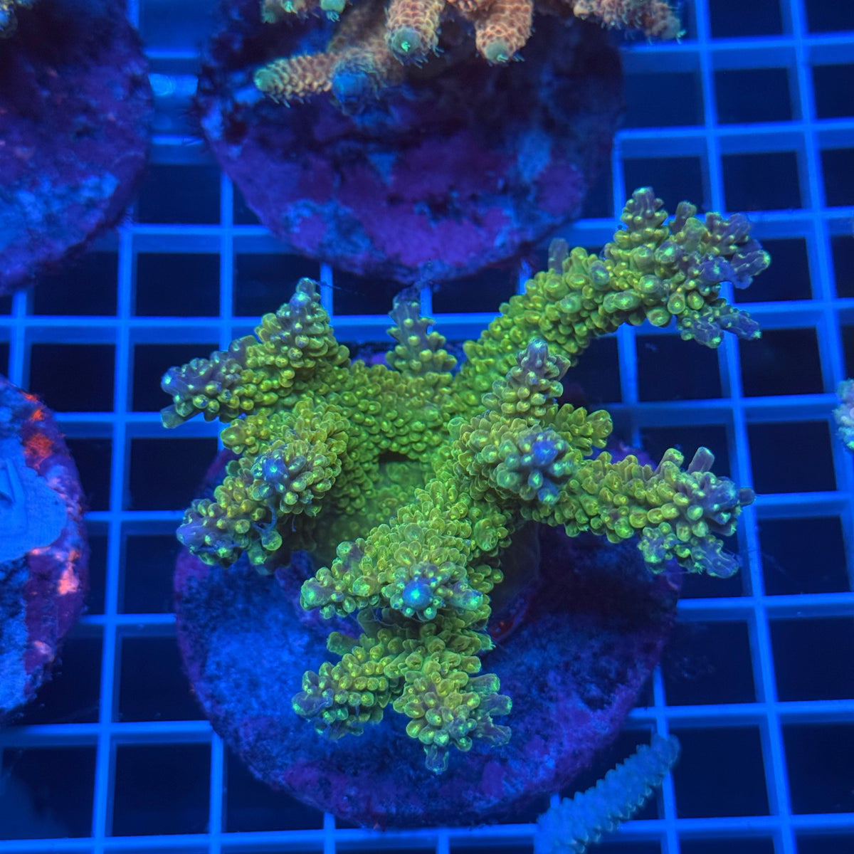 Acro Colony D12 colony