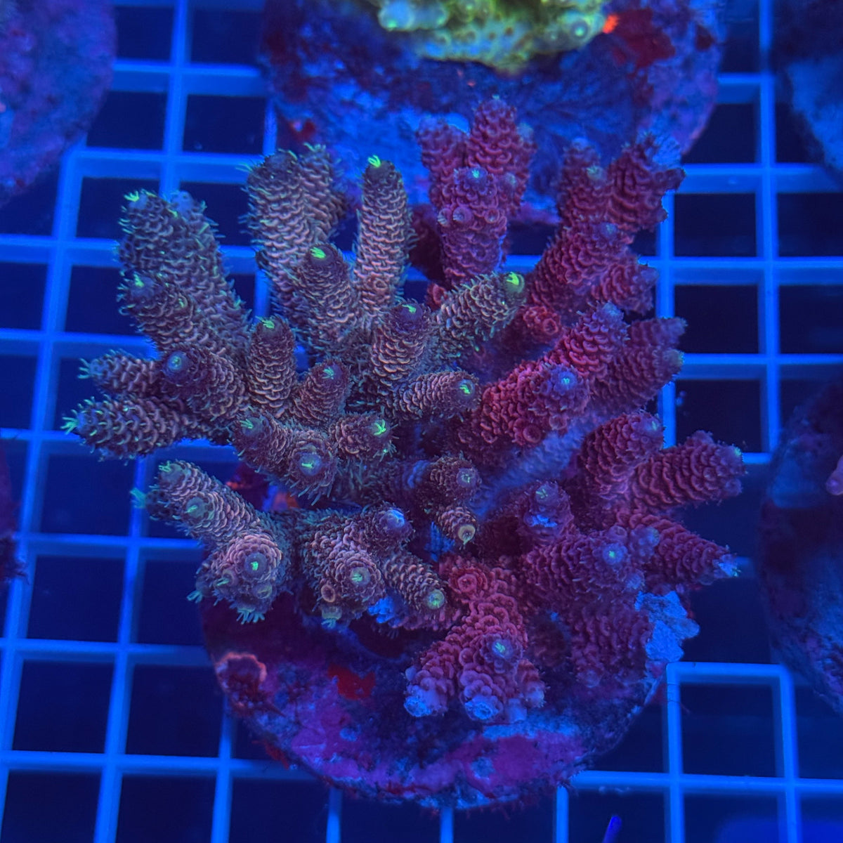 Acro Colony D2 colony