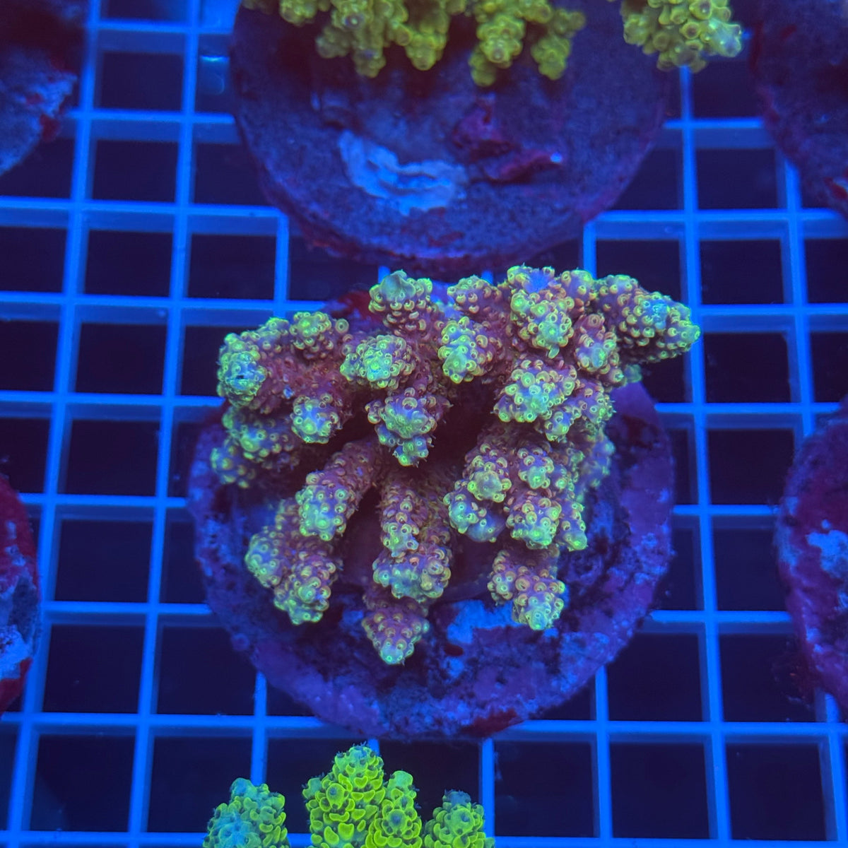Acro Colony D5 colony