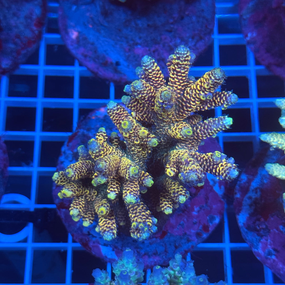 Acro Colony D8 colony