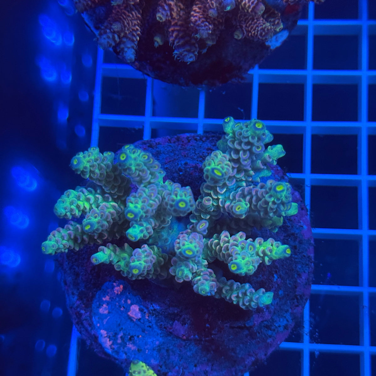 Acro Colony E1 colony