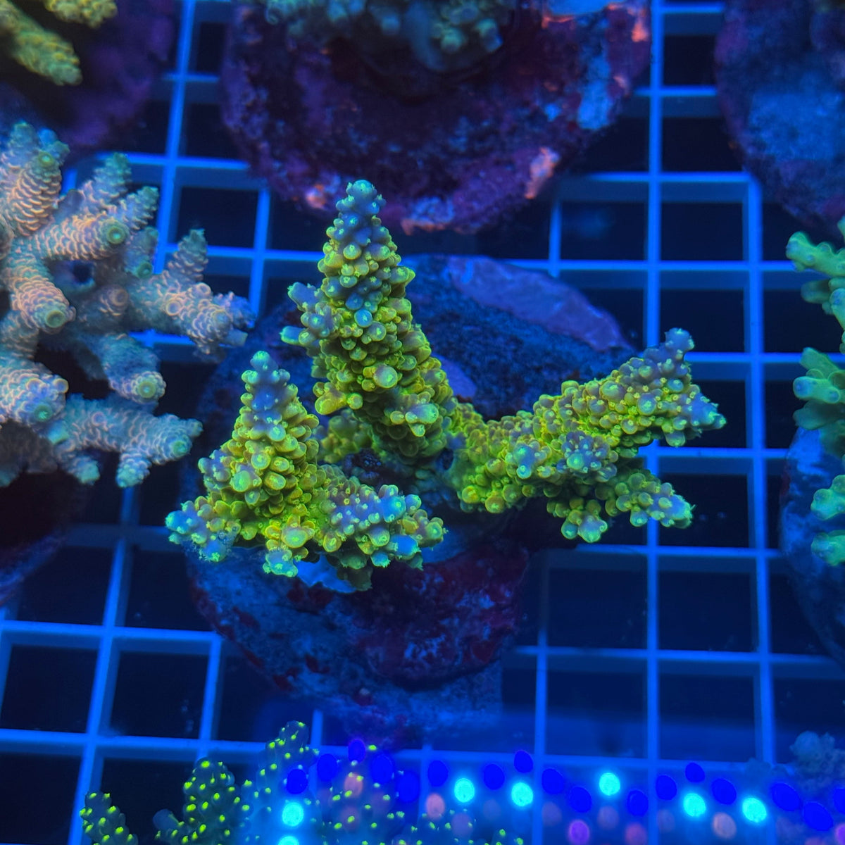 Acro Colony E11 colony