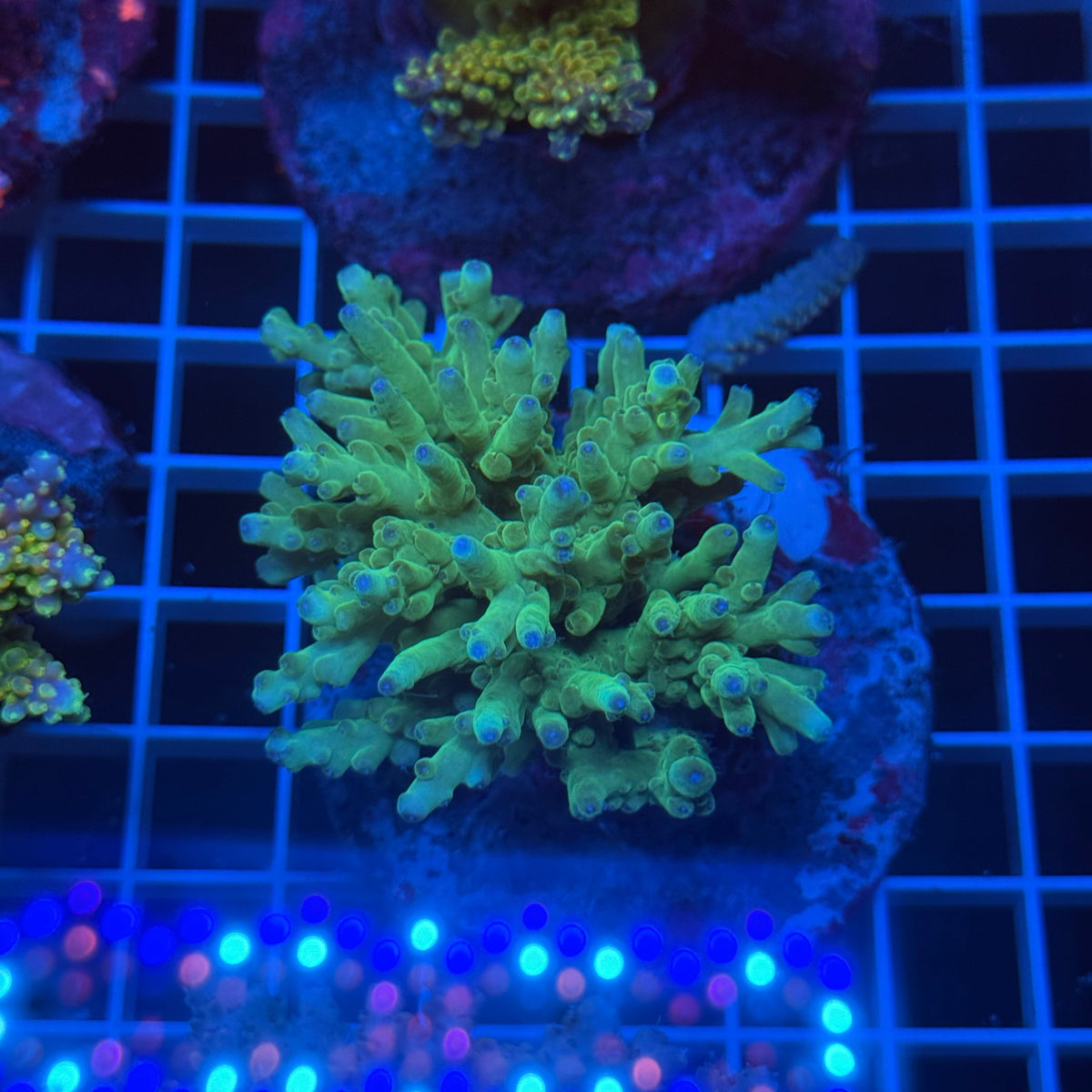 Acro Colony E12 colony
