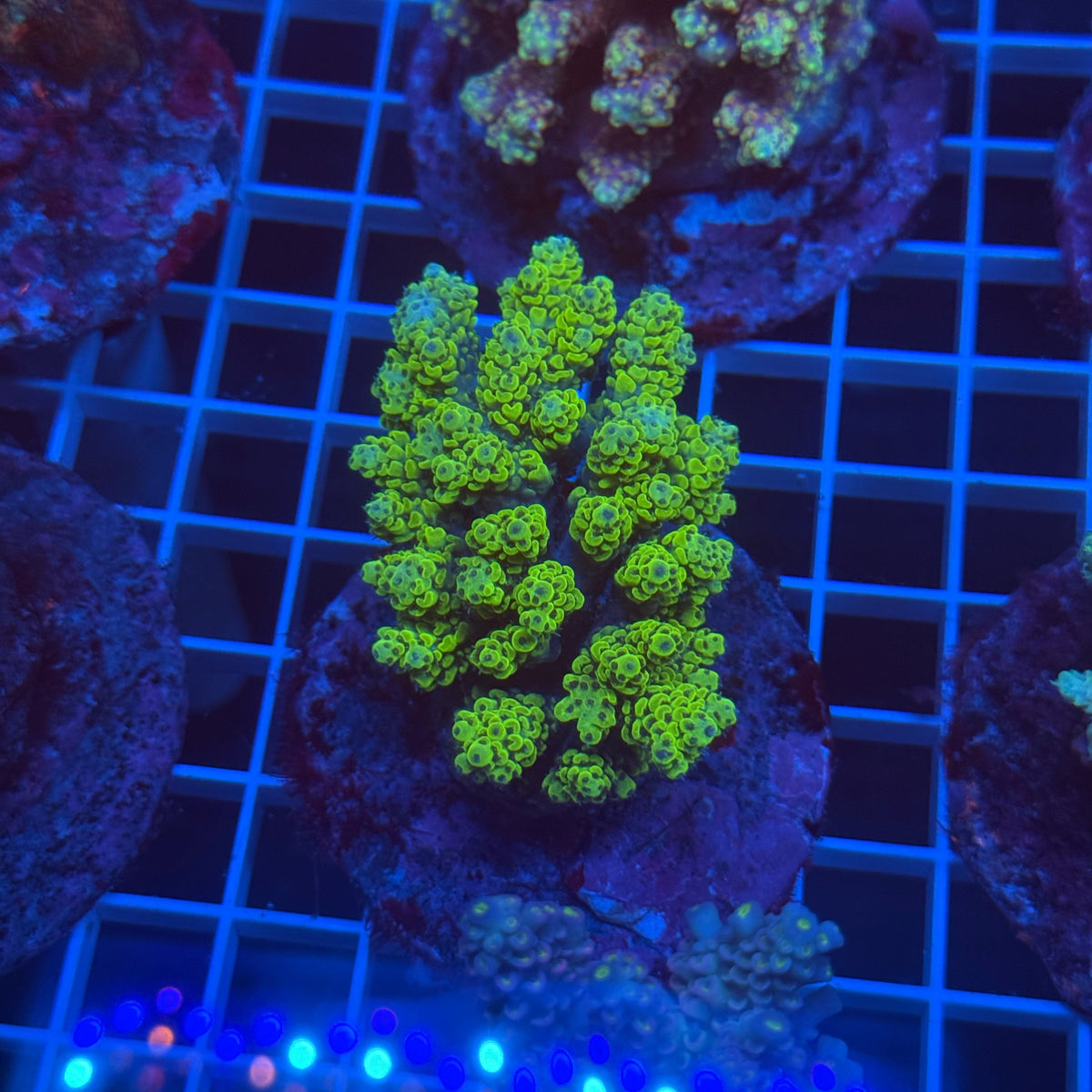 Acro Colony E5 colony