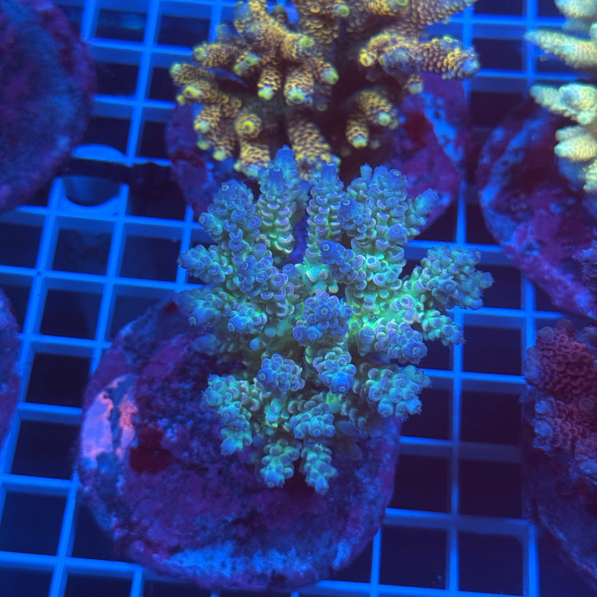 Acro Colony E8 colony