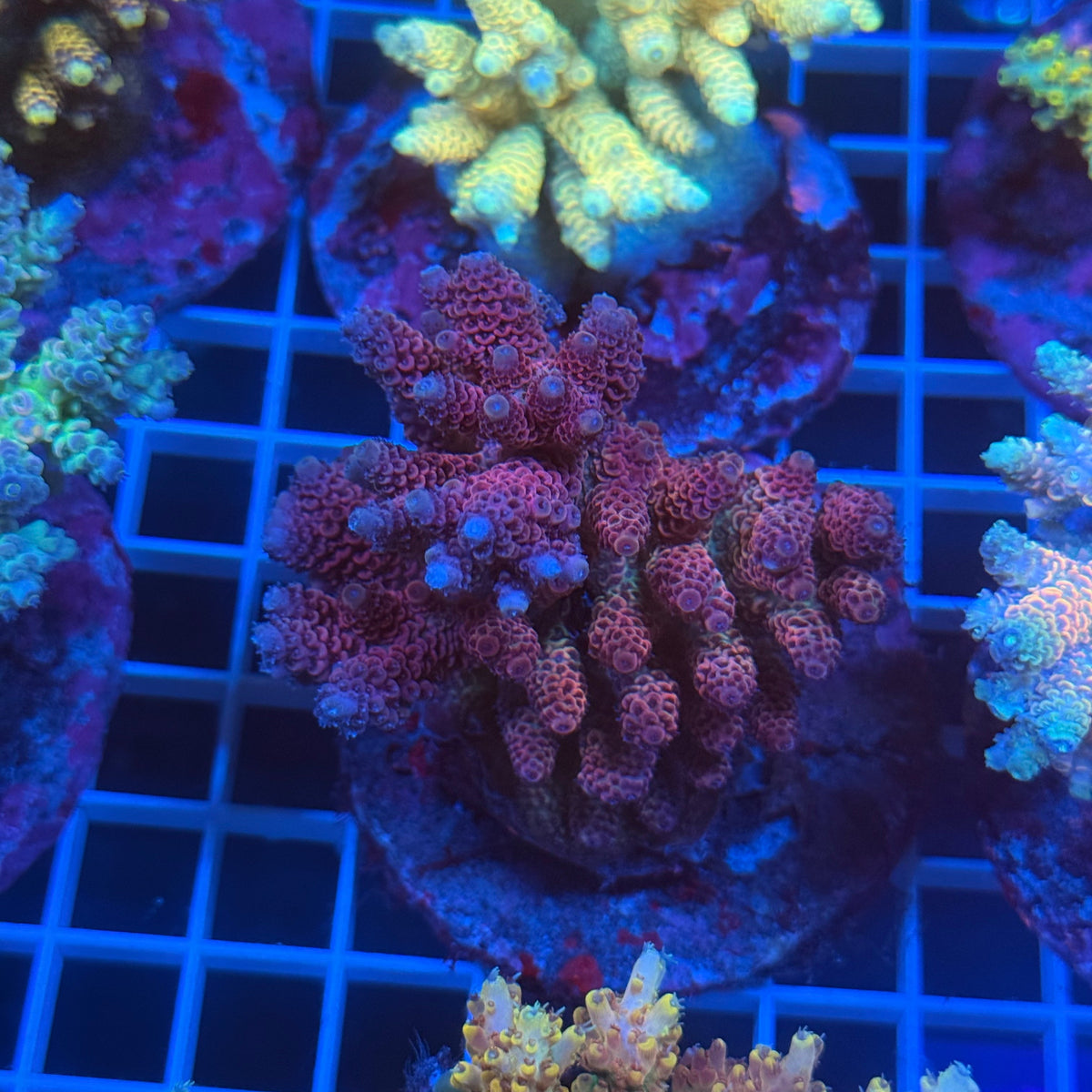 Acro Colony E9 colony